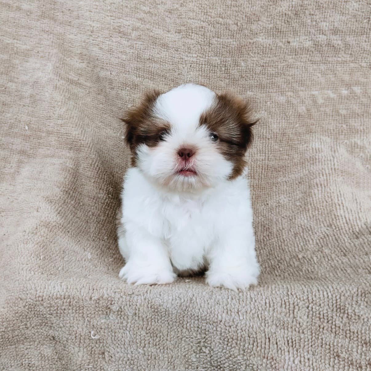 ชิสุแท้ 6900.- จมูกตับ เก็บปลายทาง มีปะกันสุขภาพเทสลำไส้อักเสบ line::happyshihtz