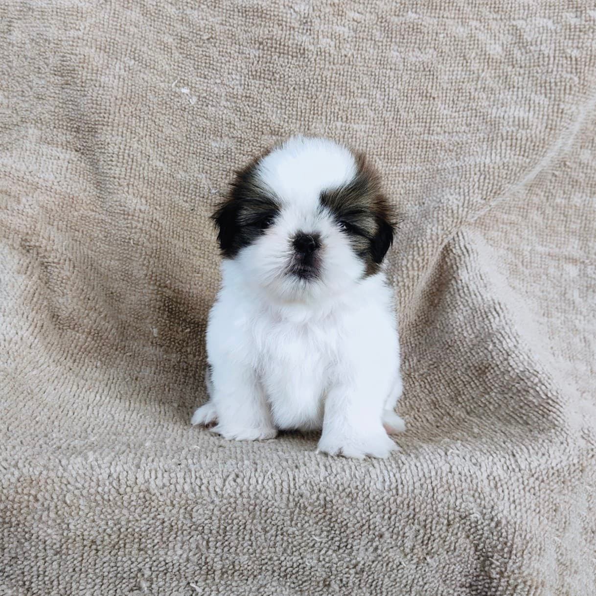 ชิสุแท้ 5900.-  เก็บปลายทาง มีปะกันสุขภาพเทสลำไส้อักเสบ line::happyshihtzu4289
