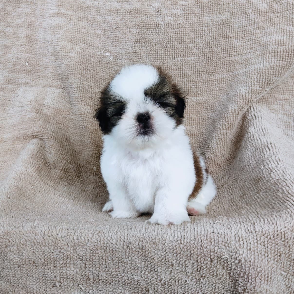 ชิสุแท้ 5900.-  เก็บปลายทาง มีปะกันสุขภาพเทสลำไส้อักเสบ line::happyshihtzu4289