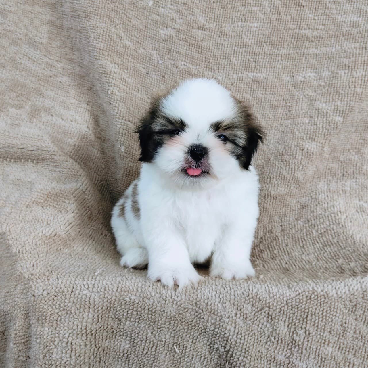 ชิสุแท้ 5900.- เก็บปลายทาง มีปะกันสุขภาพเทสลำไส้อักเสบ line::happyshihtzu4289