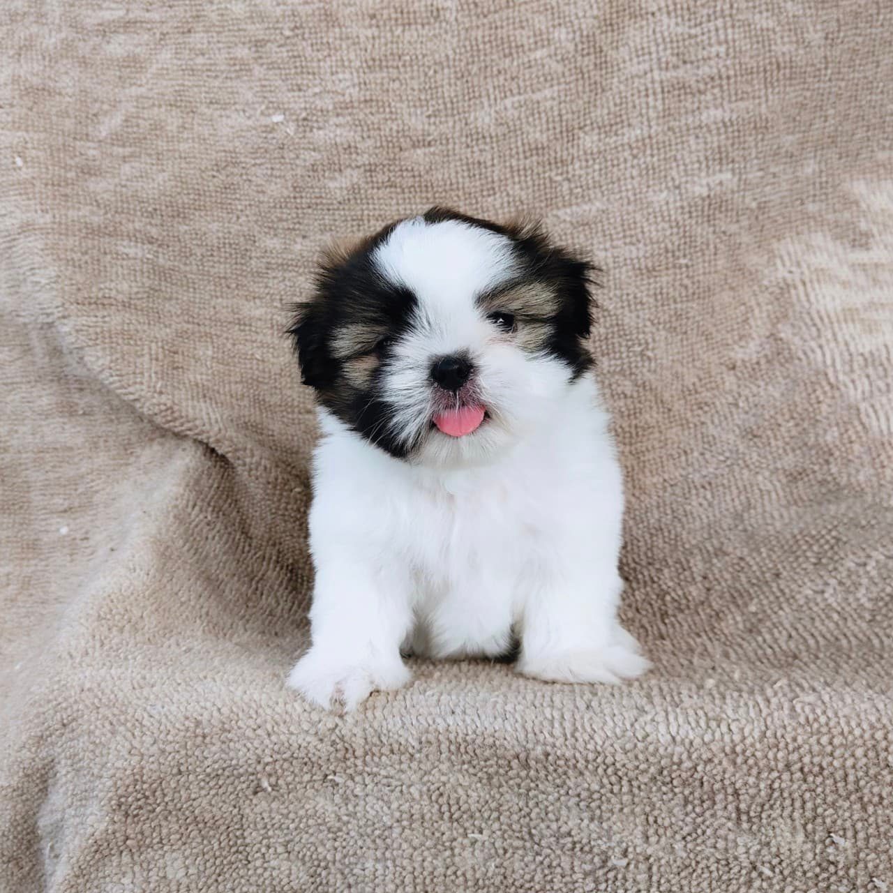 ชิสุแท้ 5900.-  เก็บปลายทาง มีปะกันสุขภาพเทสลำไส้อักเสบ line::happyshihtzu4289