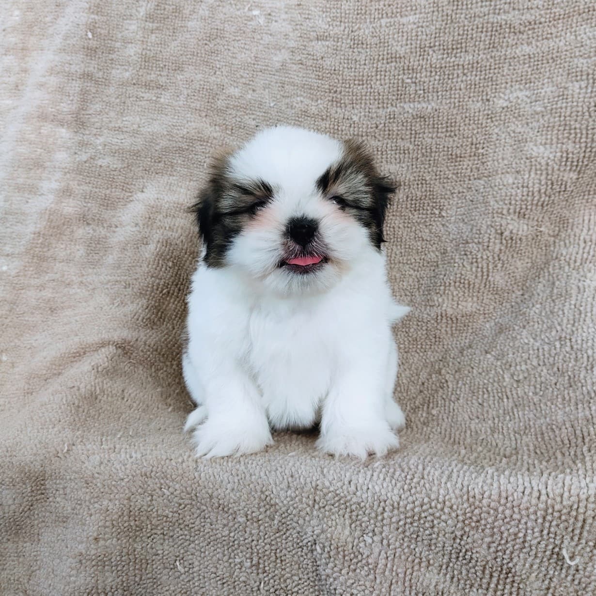 ชิสุแท้ 5900.- เก็บปลายทาง มีปะกันสุขภาพเทสลำไส้อักเสบ line::happyshihtzu4289