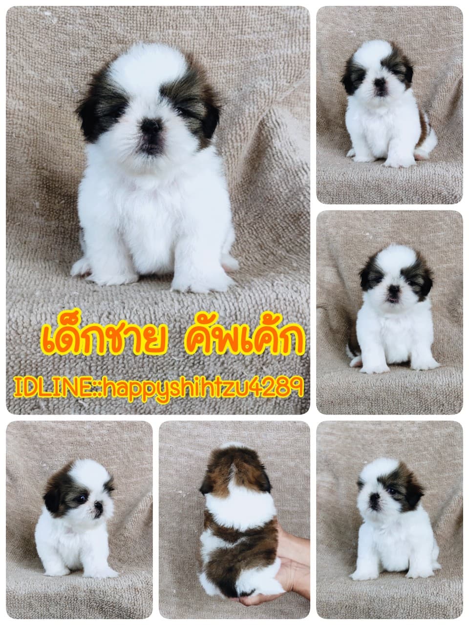 ชิสุแท้ 5900.-  เก็บปลายทาง มีปะกันสุขภาพเทสลำไส้อักเสบ line::happyshihtzu4289