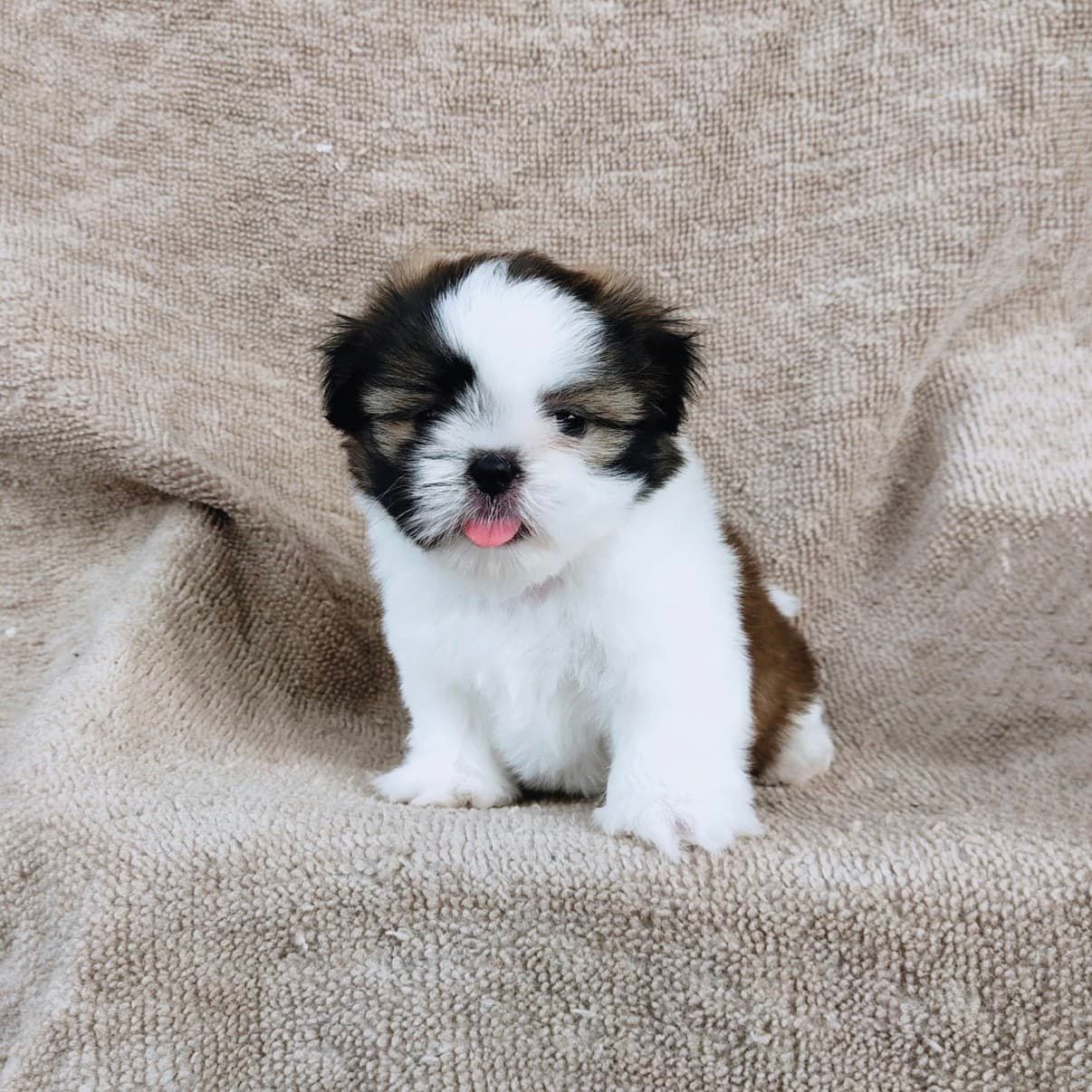ชิสุแท้ 5900.-  เก็บปลายทาง มีปะกันสุขภาพเทสลำไส้อักเสบ line::happyshihtzu4289