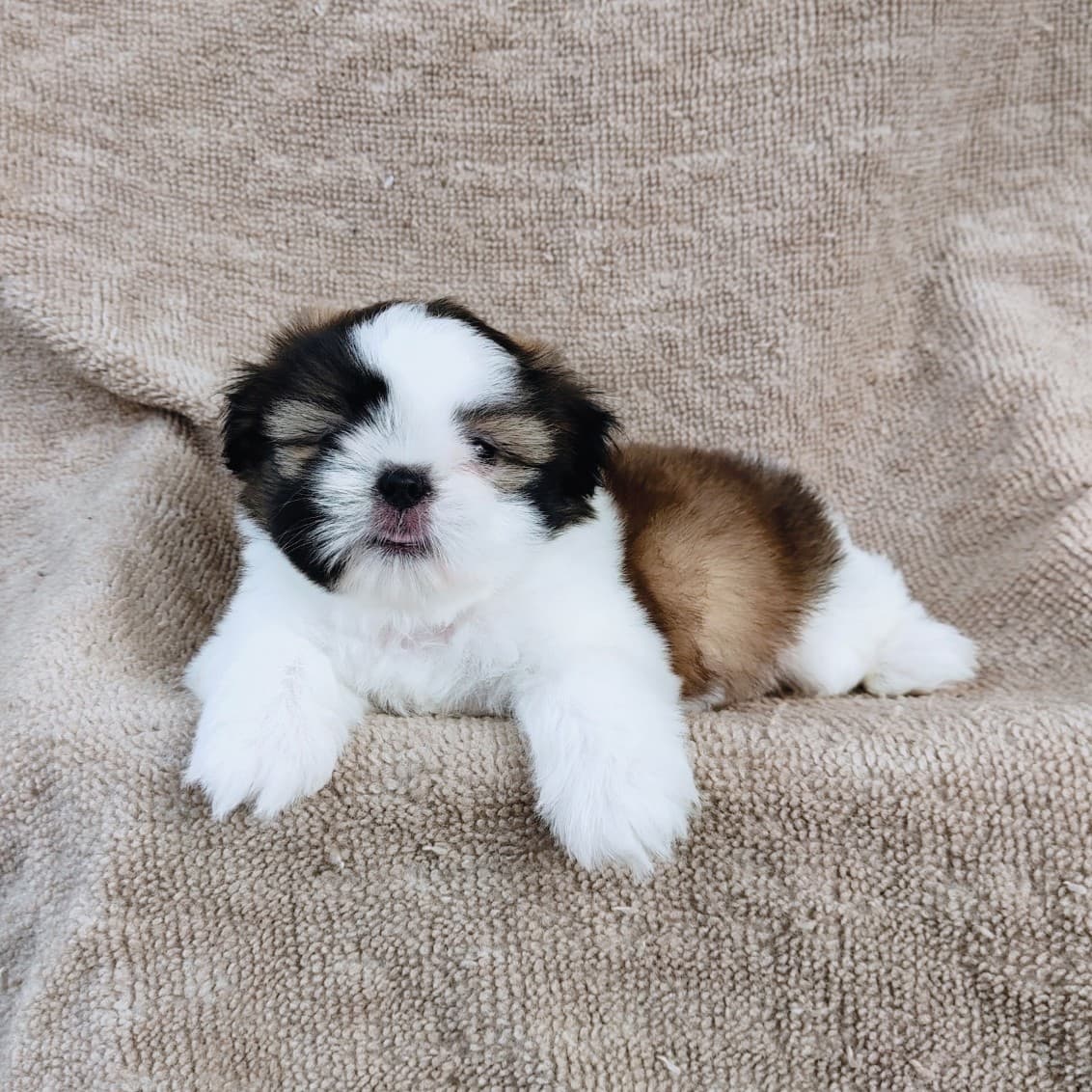 ชิสุแท้ 5900.-  เก็บปลายทาง มีปะกันสุขภาพเทสลำไส้อักเสบ line::happyshihtzu4289