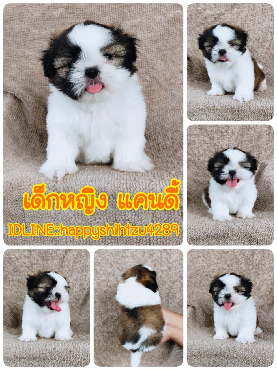 ชิสุแท้ 5900.-  เก็บปลายทาง มีปะกันสุขภาพเทสลำไส้อักเสบ line::happyshihtzu4289