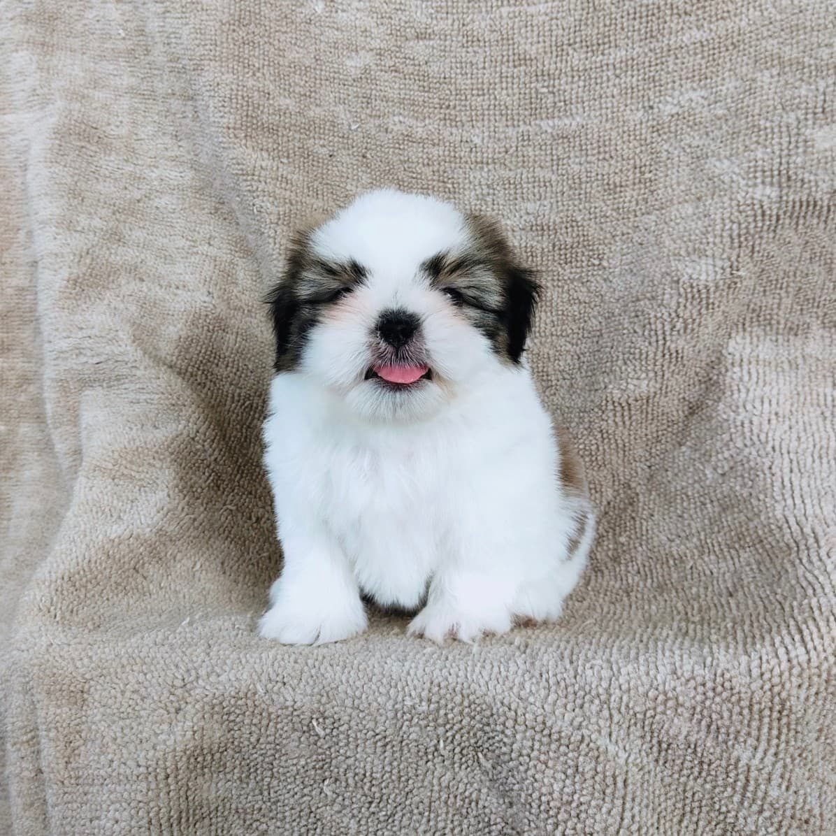 ชิสุแท้ 5900.- เก็บปลายทาง มีปะกันสุขภาพเทสลำไส้อักเสบ line::happyshihtzu4289