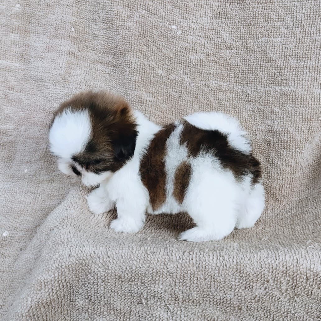 ชิสุแท้ 5900.-  เก็บปลายทาง มีปะกันสุขภาพเทสลำไส้อักเสบ line::happyshihtzu4289
