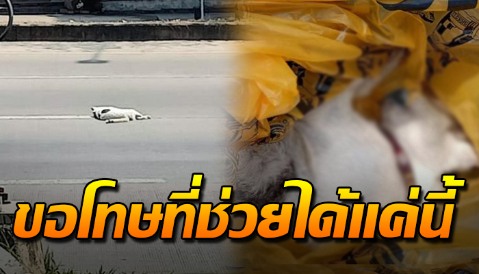 ระหว่างทางขับกลับจำต้องวนกลับมา จอดลงดูใจไม่ทนเฝ้าขอโทษที่ตัวทำได้แค่นี้