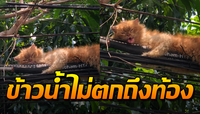 ติดบนสายเคเบิ้ลกอดเอาไว้ในใจสั่น รอคนมาด้วย ข้าวปลาน้ำ ไม่ได้กินหลายวัน