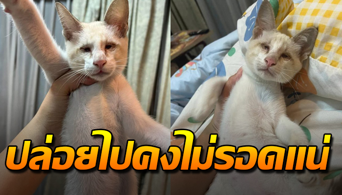 เจ้าเหมียว เดินเร่เจออาศัยถนนในหมู่บ้าน ตามืดบอด ถ้าปล่อยเอาไว้คงไม่รอด
