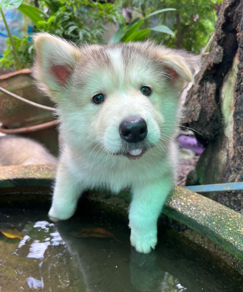 น้องไซบีเรียนผสมบางแก้ว น่ารักทุกตัว แข็งแรง