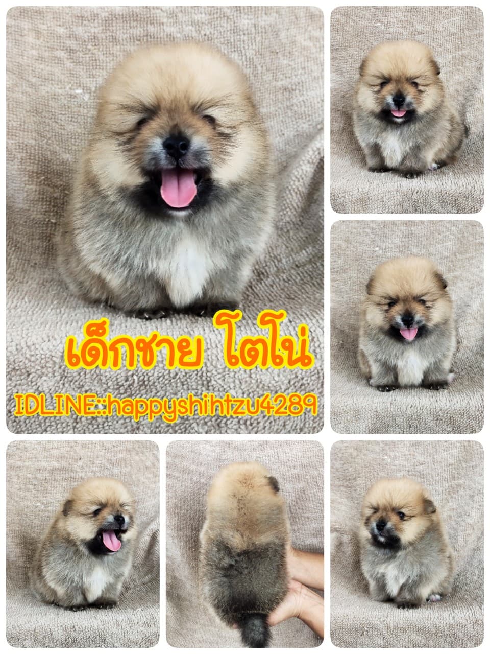 ปอมแท้8900รับประกันสุขภาพเทสลำไส้อักเสบ เก็บปลายทาง IDLINE::happyshihtzu4289