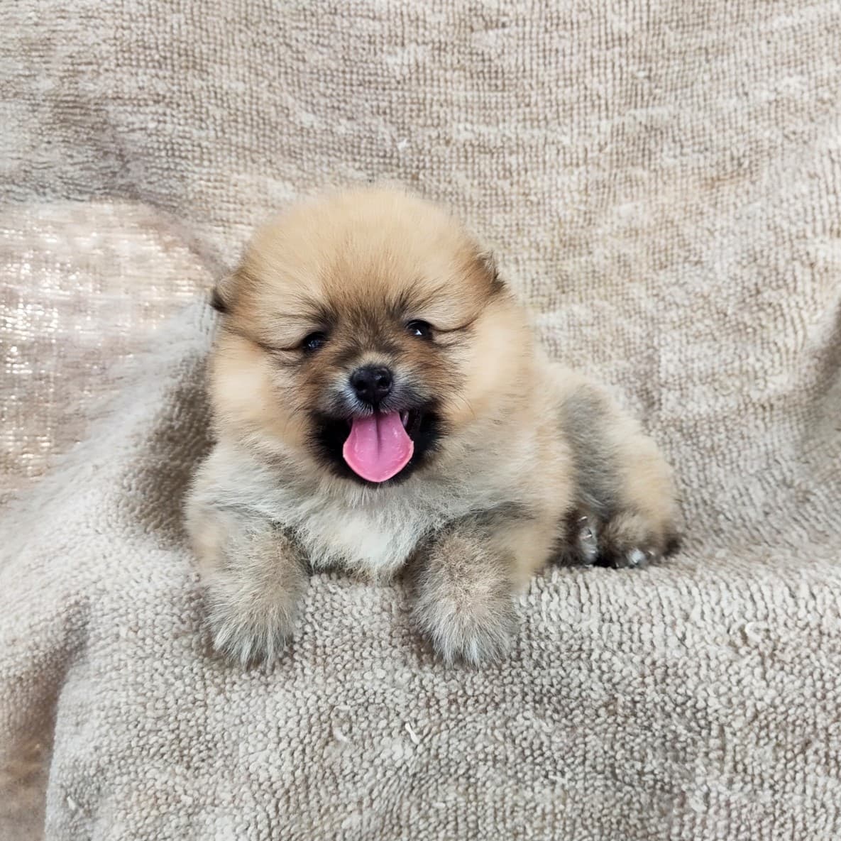 ปอมแท้8500รับประกันสุขภาพเทสลำไส้อักเสบ เก็บปลายทาง IDLINE::happyshihtzu4289