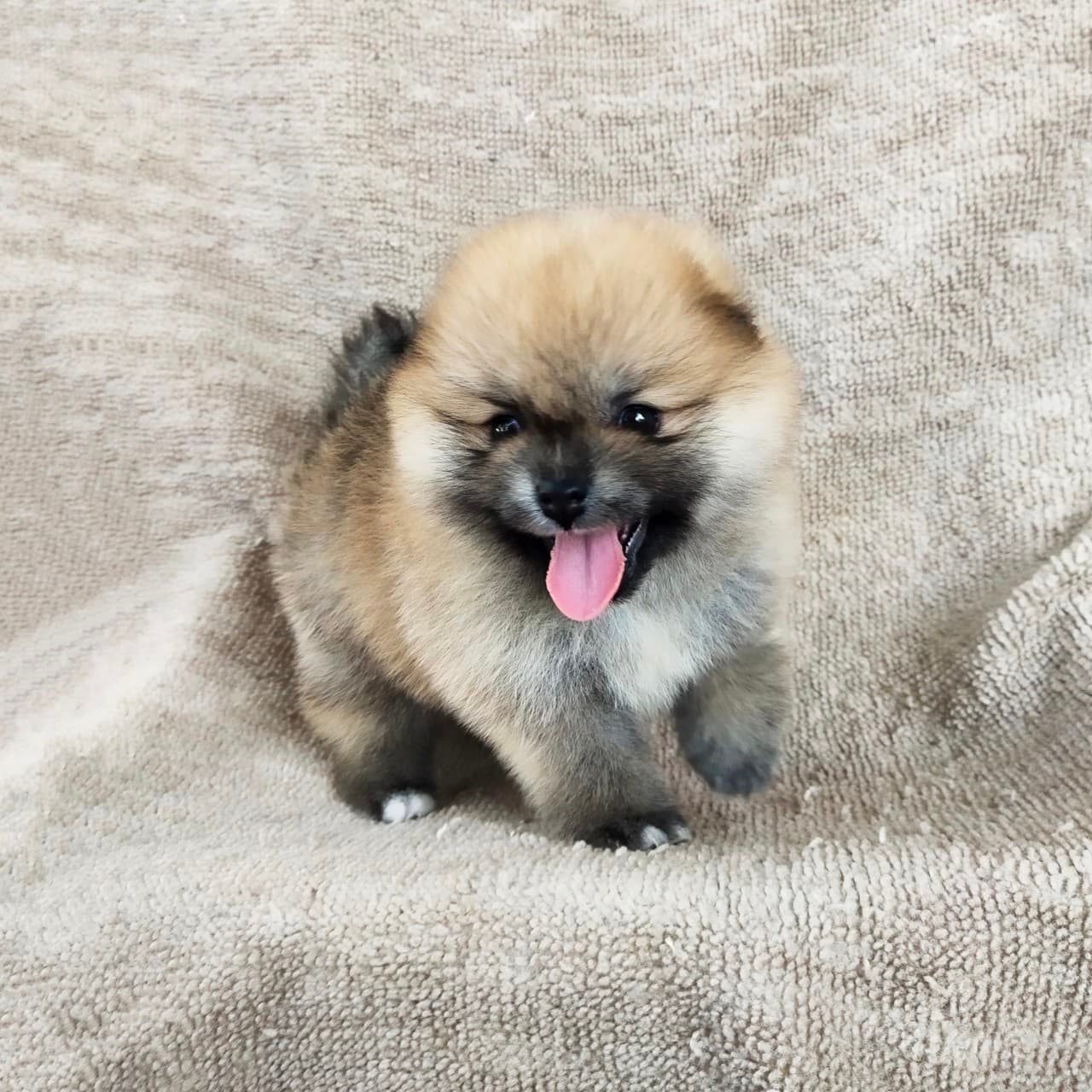 ปอมแท้8500รับประกันสุขภาพเทสลำไส้อักเสบ เก็บปลายทาง IDLINE::happyshihtzu4289