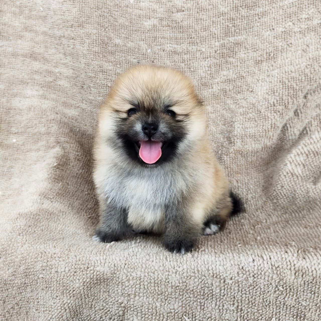 ปอมแท้8500รับประกันสุขภาพเทสลำไส้อักเสบ เก็บปลายทาง IDLINE::happyshihtzu4289