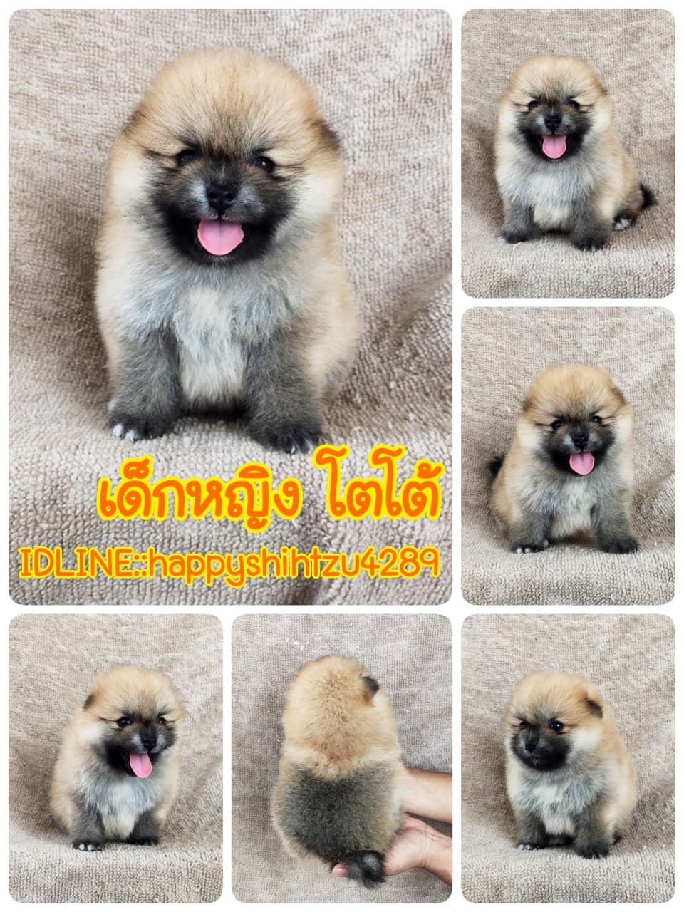 ปอมแท้8500รับประกันสุขภาพเทสลำไส้อักเสบ เก็บปลายทาง IDLINE::happyshihtzu4289