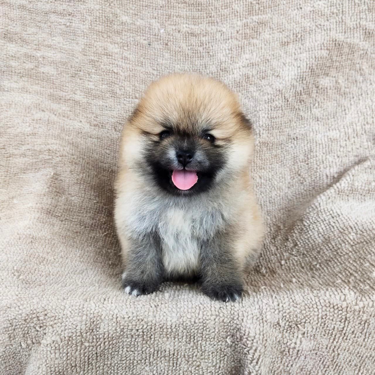 ปอมแท้8500รับประกันสุขภาพเทสลำไส้อักเสบ เก็บปลายทาง IDLINE::happyshihtzu4289