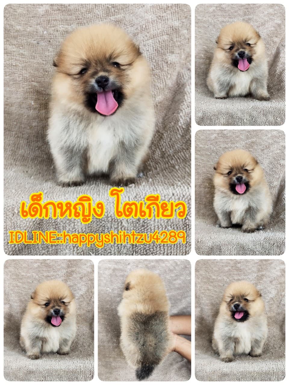 ปอมแท้8500รับประกันสุขภาพเทสลำไส้อักเสบ เก็บปลายทาง IDLINE::happyshihtzu4289