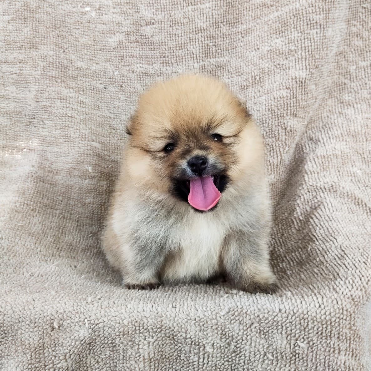 ปอมแท้8500รับประกันสุขภาพเทสลำไส้อักเสบ เก็บปลายทาง IDLINE::happyshihtzu4289