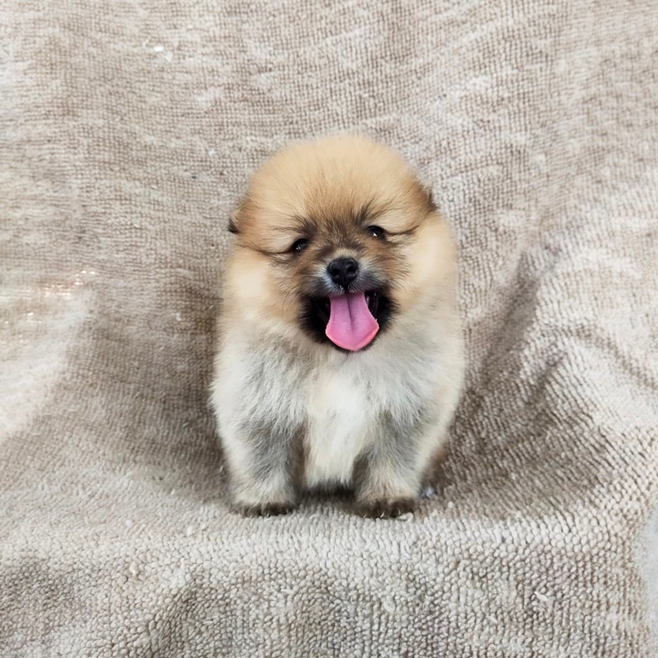 ปอมแท้8500รับประกันสุขภาพเทสลำไส้อักเสบ เก็บปลายทาง IDLINE::happyshihtzu4289