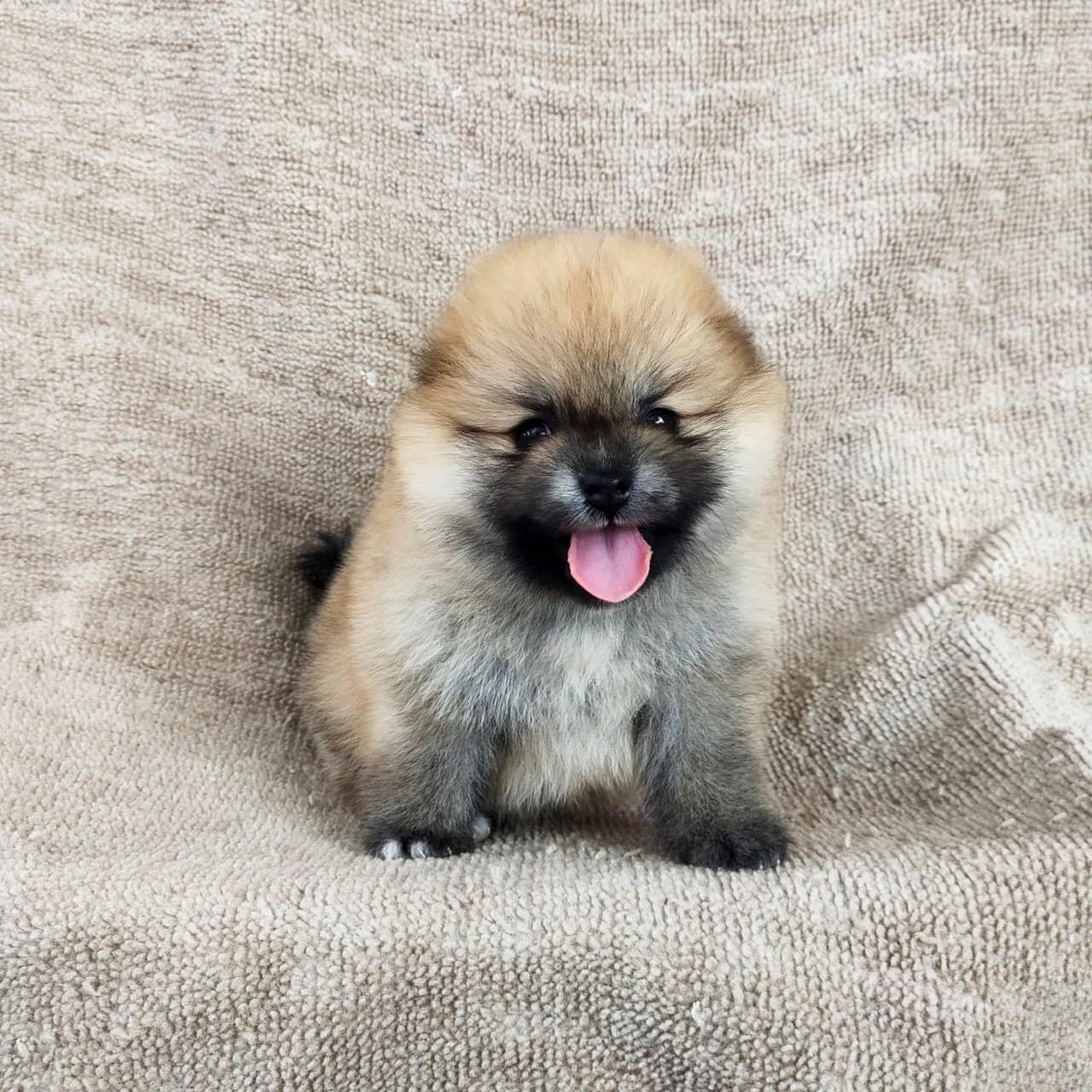 ปอมแท้8500รับประกันสุขภาพเทสลำไส้อักเสบ เก็บปลายทาง IDLINE::happyshihtzu4289
