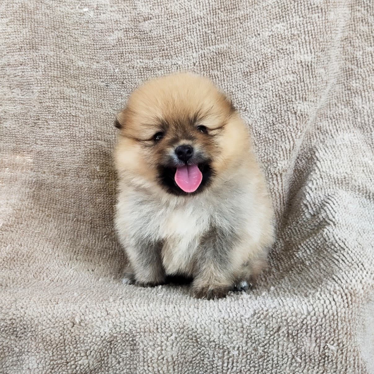 ปอมแท้8500รับประกันสุขภาพเทสลำไส้อักเสบ เก็บปลายทาง IDLINE::happyshihtzu4289
