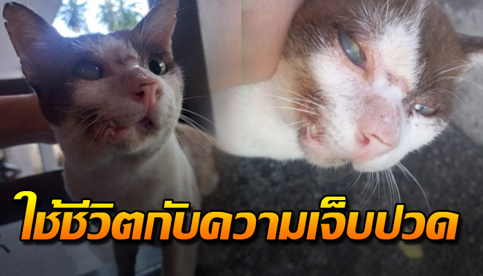 กระเสือกกระสนถูกรถทับจำใช้ชีวิตจนปากเบี้ยว ตาก็มองเห็น เพราะเป็นแมวจร