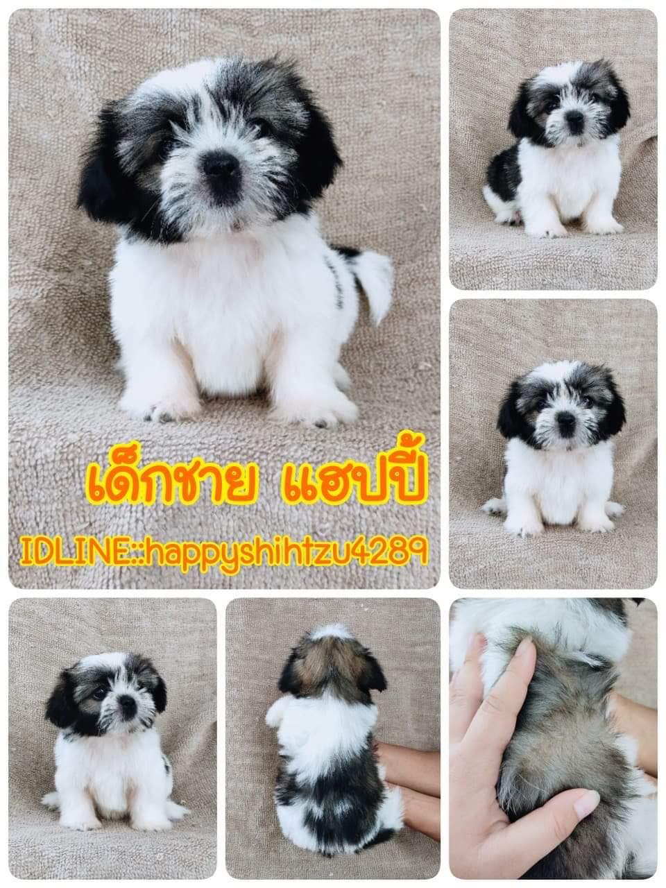 ชิสุแท้5300.-มีรับประกันสุขภาพ เก็บปลายทาง เทสลำไส้อักเสบ IDLINE::happyshihtzu42