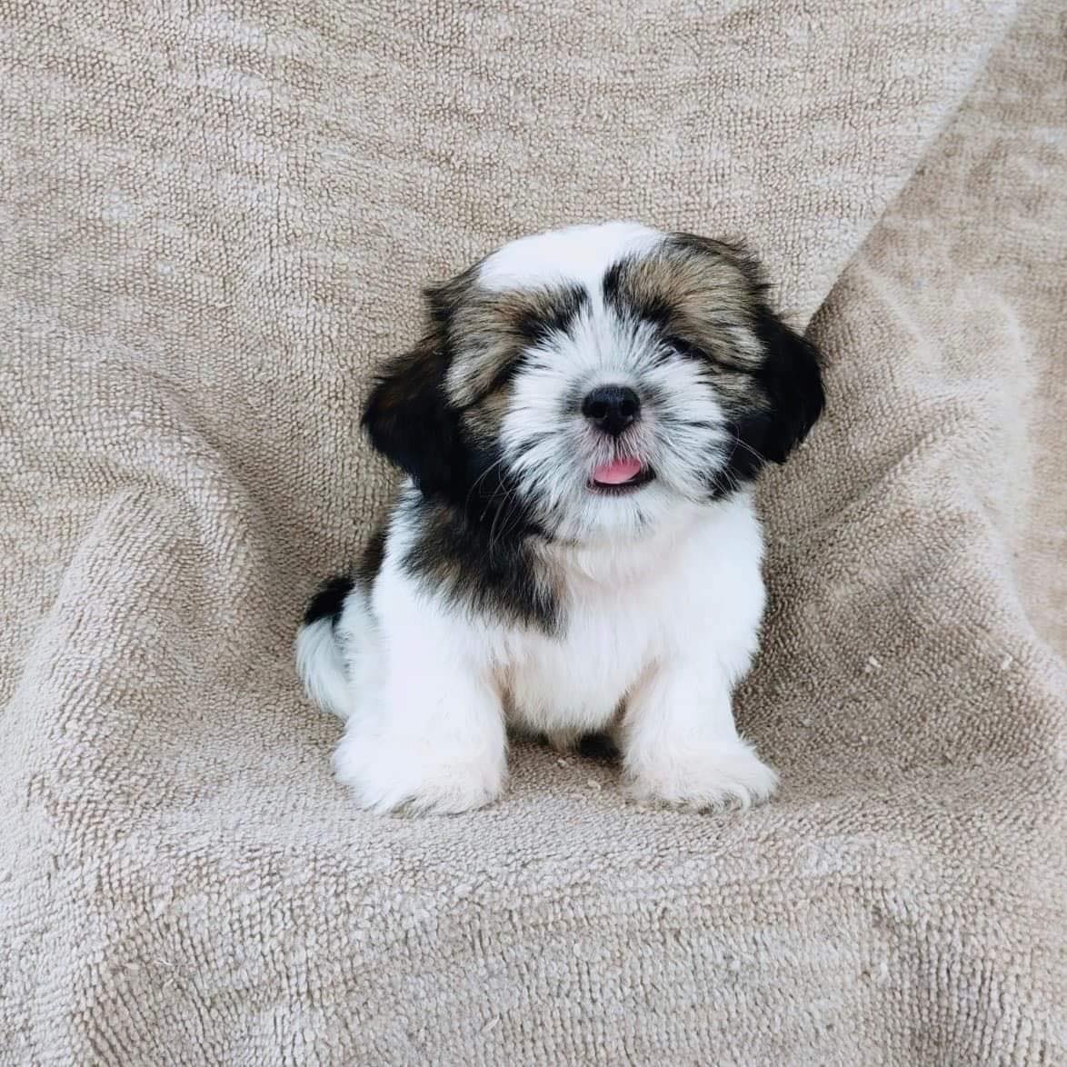 ชิสุแท้5300.-มีรับประกันสุขภาพ เก็บปลายทาง เทสลำไส้อักเสบ IDLINE::happyshihtzu42