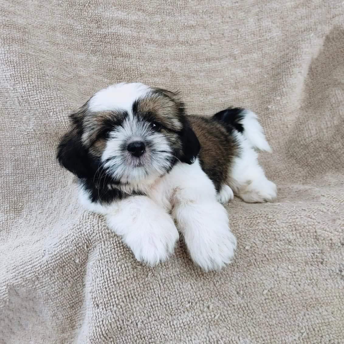 ชิสุแท้5300.-มีรับประกันสุขภาพ เก็บปลายทาง เทสลำไส้อักเสบ IDLINE::happyshihtzu42
