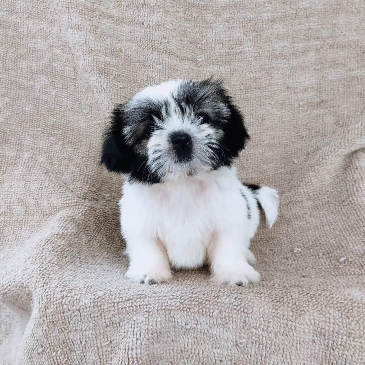ชิสุแท้5300.-มีรับประกันสุขภาพ เก็บปลายทาง เทสลำไส้อักเสบ IDLINE::happyshihtzu42