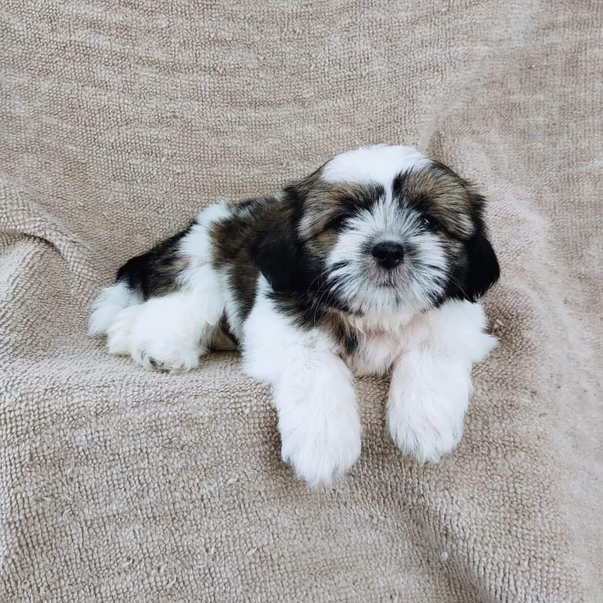 ชิสุแท้5300.-มีรับประกันสุขภาพ เก็บปลายทาง เทสลำไส้อักเสบ IDLINE::happyshihtzu42