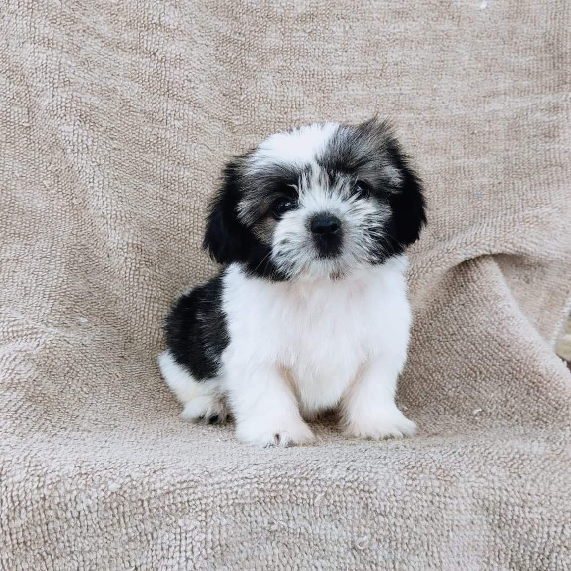 ชิสุแท้5300.-มีรับประกันสุขภาพ เก็บปลายทาง เทสลำไส้อักเสบ IDLINE::happyshihtzu42