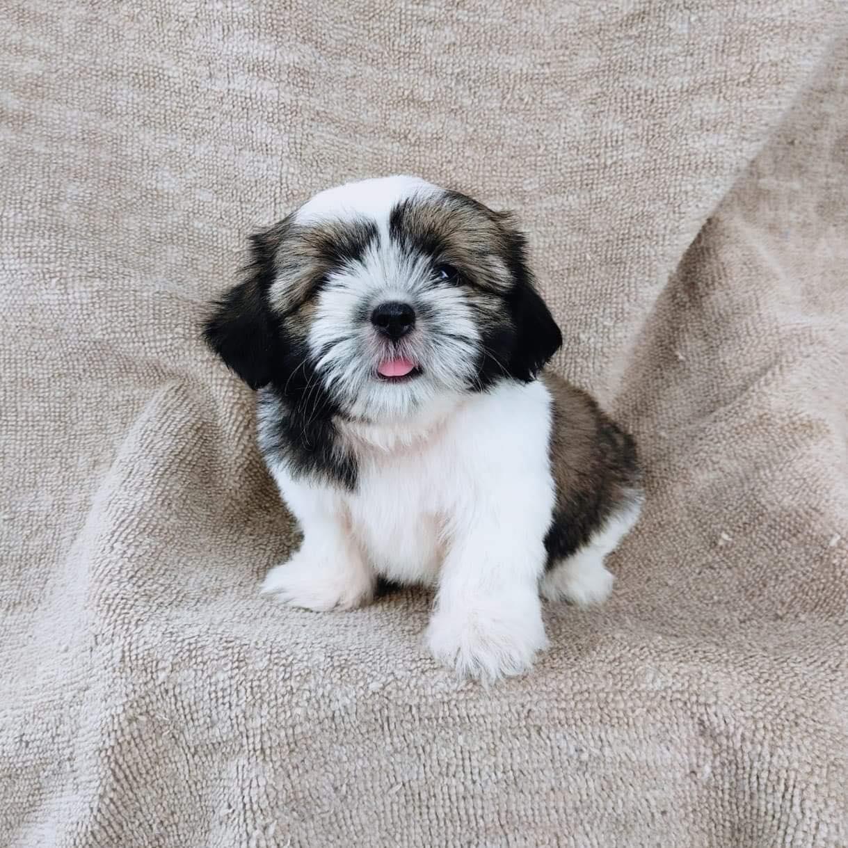 ชิสุแท้5300.-มีรับประกันสุขภาพ เก็บปลายทาง เทสลำไส้อักเสบ IDLINE::happyshihtzu42