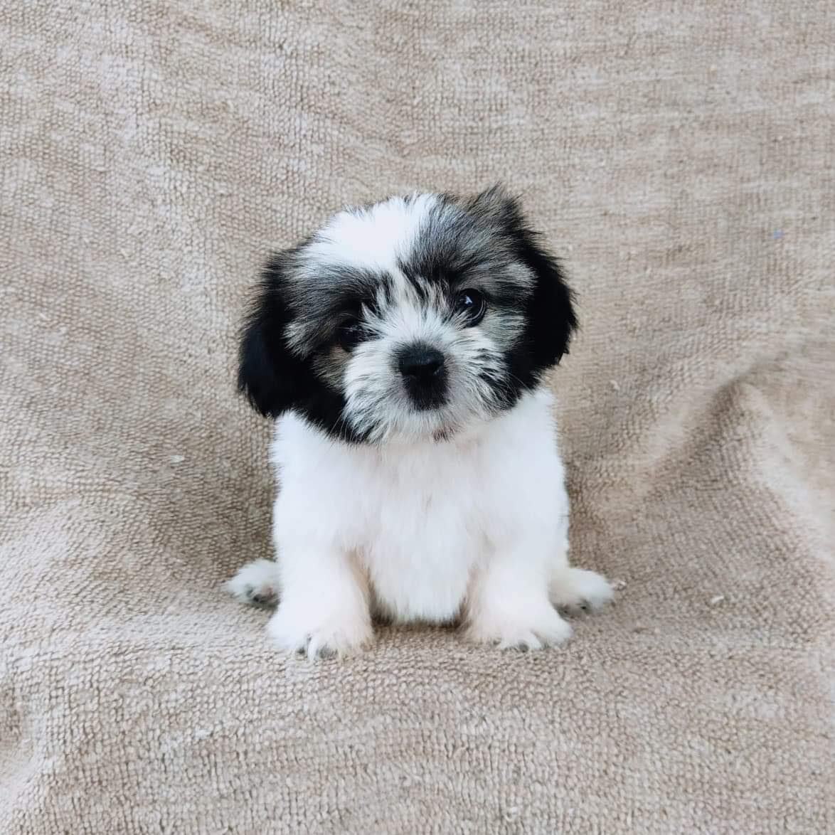 ชิสุแท้5300.-มีรับประกันสุขภาพ เก็บปลายทาง เทสลำไส้อักเสบ IDLINE::happyshihtzu42