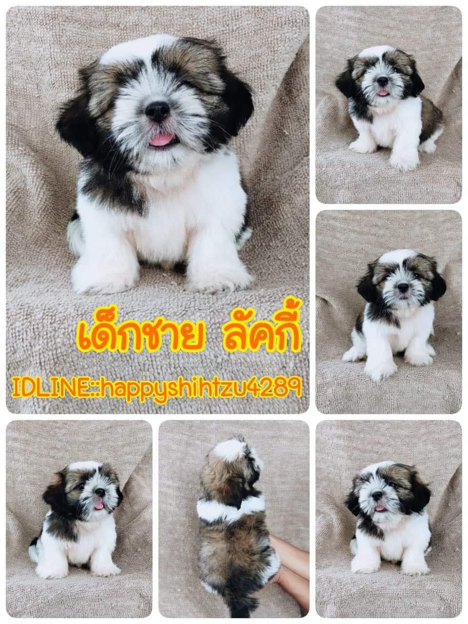 ชิสุแท้5300.-มีรับประกันสุขภาพ เก็บปลายทาง เทสลำไส้อักเสบ IDLINE::happyshihtzu42