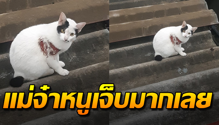 แมวตัวอ้วนอาศัยบนหลังคา สภาพร่องรอย ใครเห็นก็สงสาร
