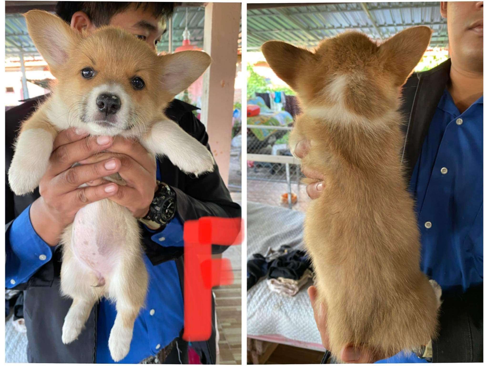 น้องคอร์กี้ พร้อมย้ายบ้านค่ะ ชาย1 ญ3