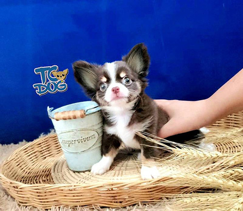 teacupdog ฟาร์มชิวาวา