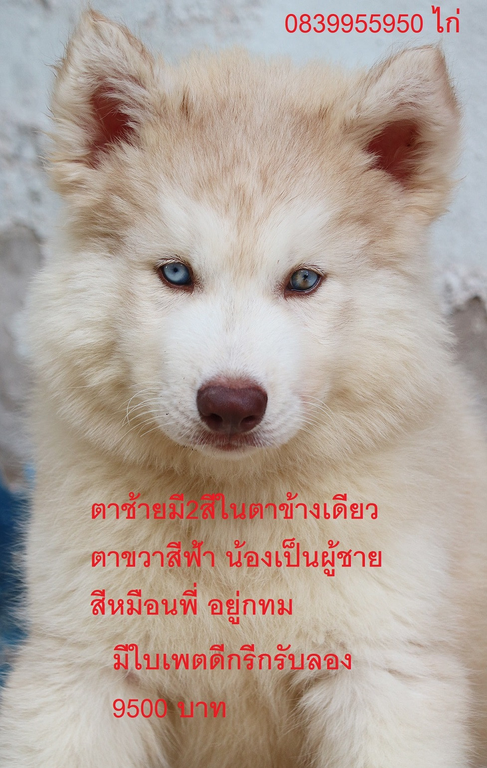 ขาย ไซบีเรียน ฮัสกี้,  กทม  มารับเองลดได้ครับ มีใบเพตดีกีรับลอง ขาย หมาไซบีเรียน