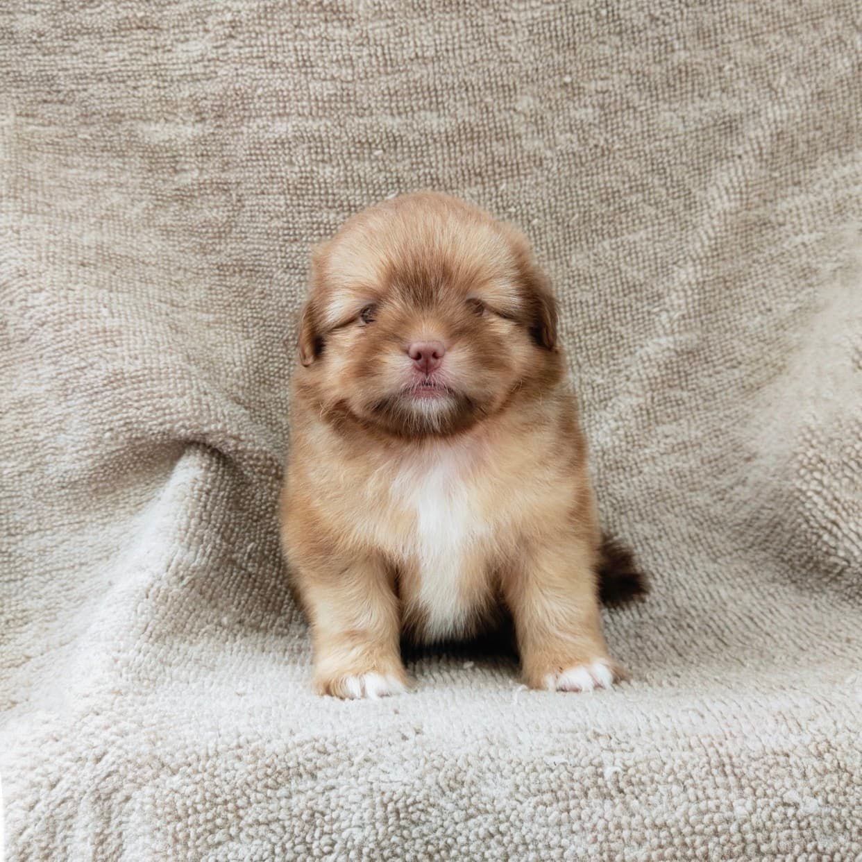 ชิสุผสมปอมจมูกตับตาสีเทา4900.- เก็บปลายทาง มีปะกันสุขภาพline::happyshihtzu4289