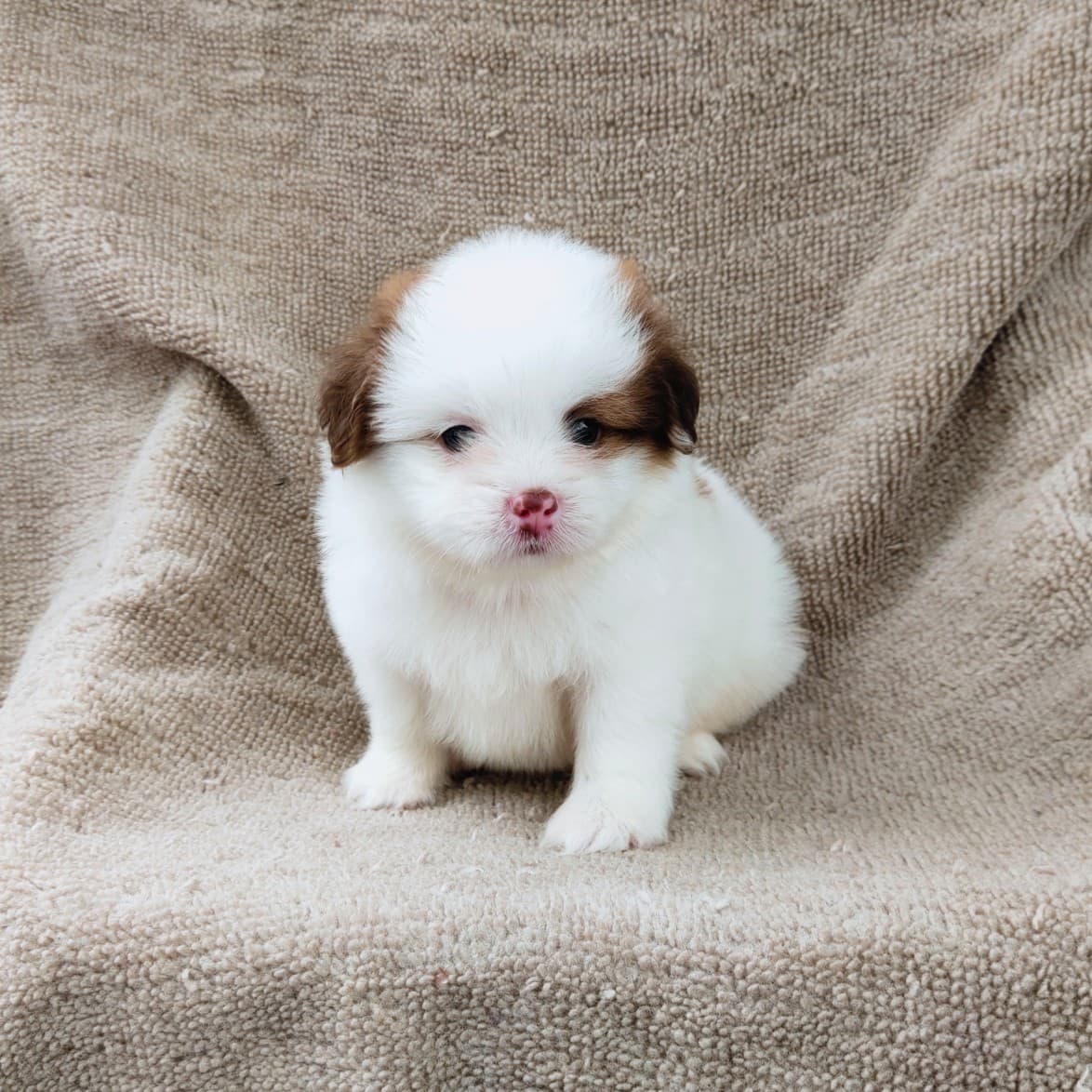 ชิสุผสมปอมจมูกตับตาสีเทา4900.- เก็บปลายทาง มีปะกันสุขภาพline::happyshihtzu4289