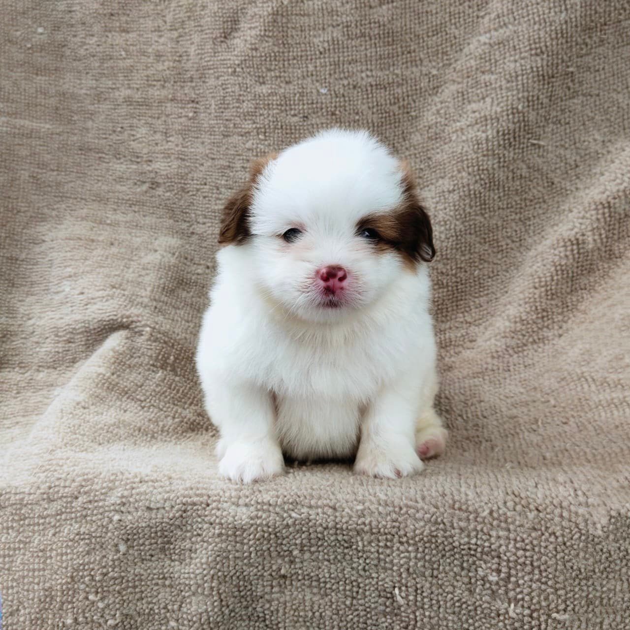ชิสุผสมปอมจมูกตับตาสีเทา4900.- เก็บปลายทาง มีปะกันสุขภาพline::happyshihtzu4289