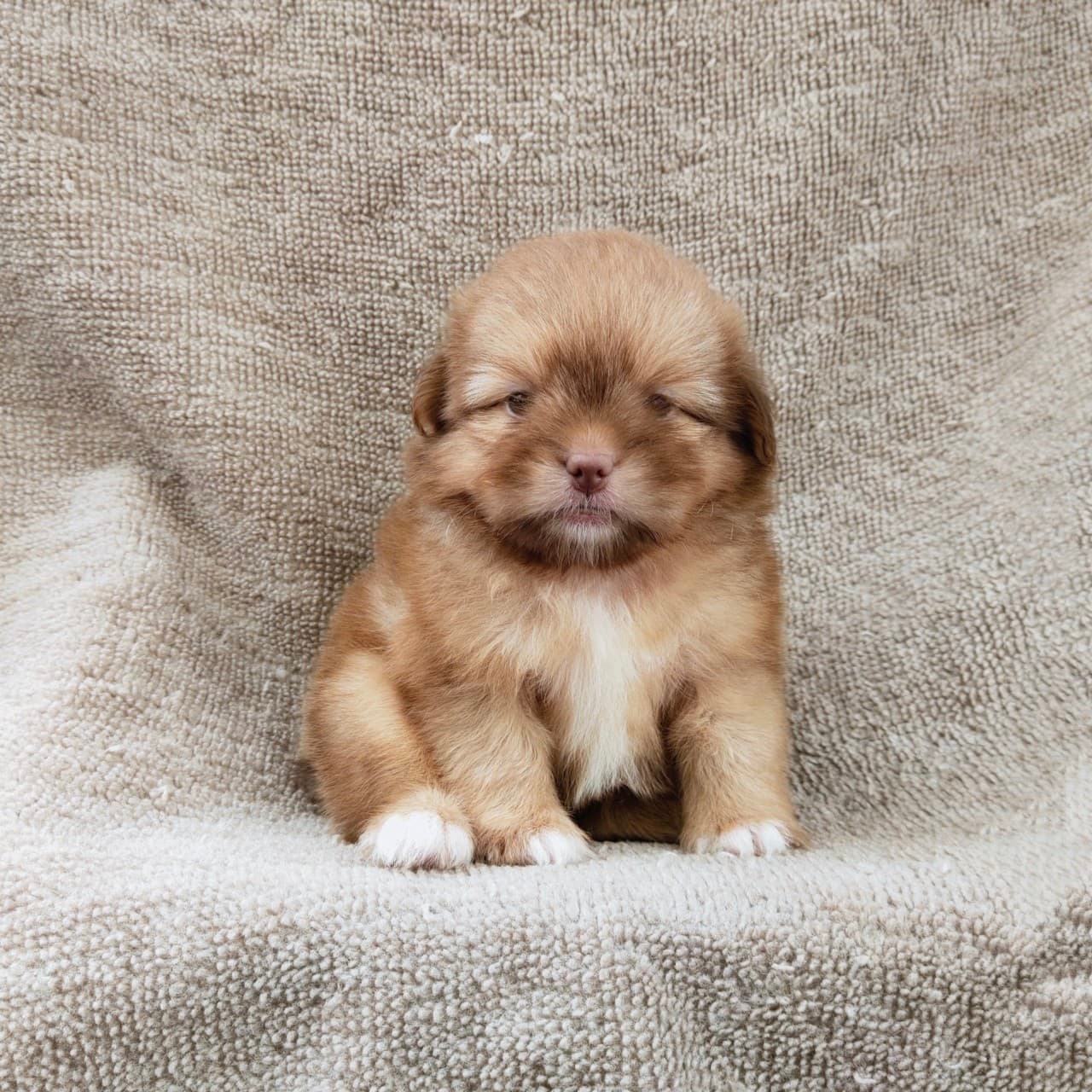ชิสุผสมปอมจมูกตับตาสีเทา4900.- เก็บปลายทาง มีปะกันสุขภาพline::happyshihtzu4289