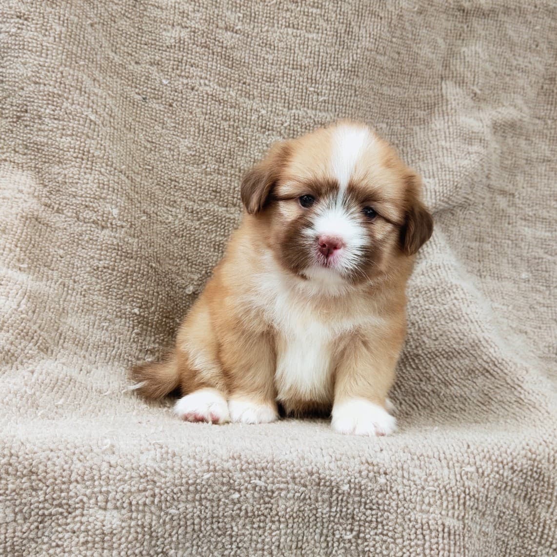 ชิสุผสมปอมจมูกตับตาสีเทา4900.- เก็บปลายทาง มีปะกันสุขภาพline::happyshihtzu4289