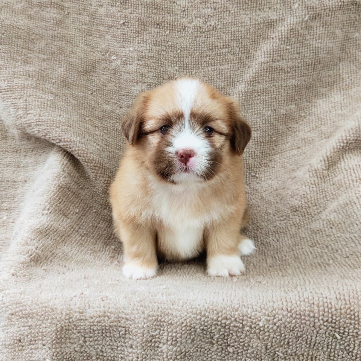 ชิสุผสมปอมจมูกตับตาสีเทา4900.- เก็บปลายทาง มีปะกันสุขภาพline::happyshihtzu4289
