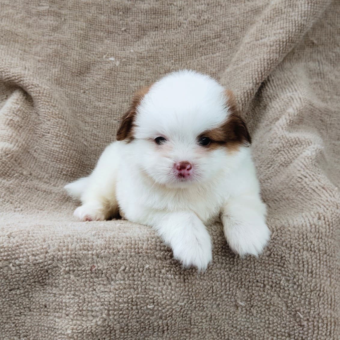 ชิสุผสมปอมจมูกตับตาสีเทา4900.- เก็บปลายทาง มีปะกันสุขภาพline::happyshihtzu4289