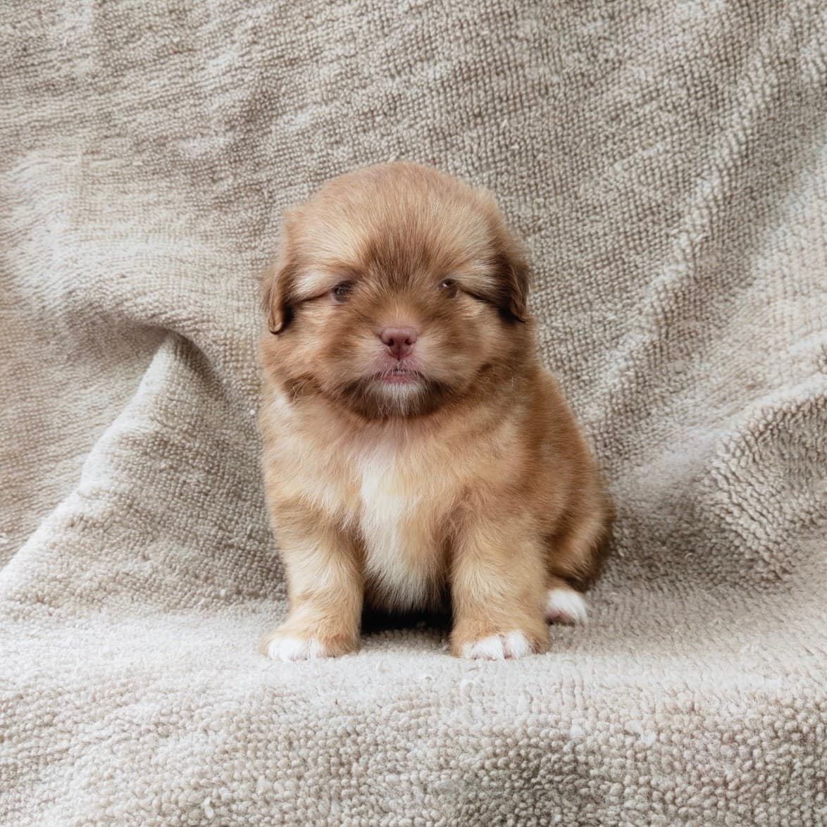 ชิสุผสมปอมจมูกตับตาสีเทา4900.- เก็บปลายทาง มีปะกันสุขภาพline::happyshihtzu4289