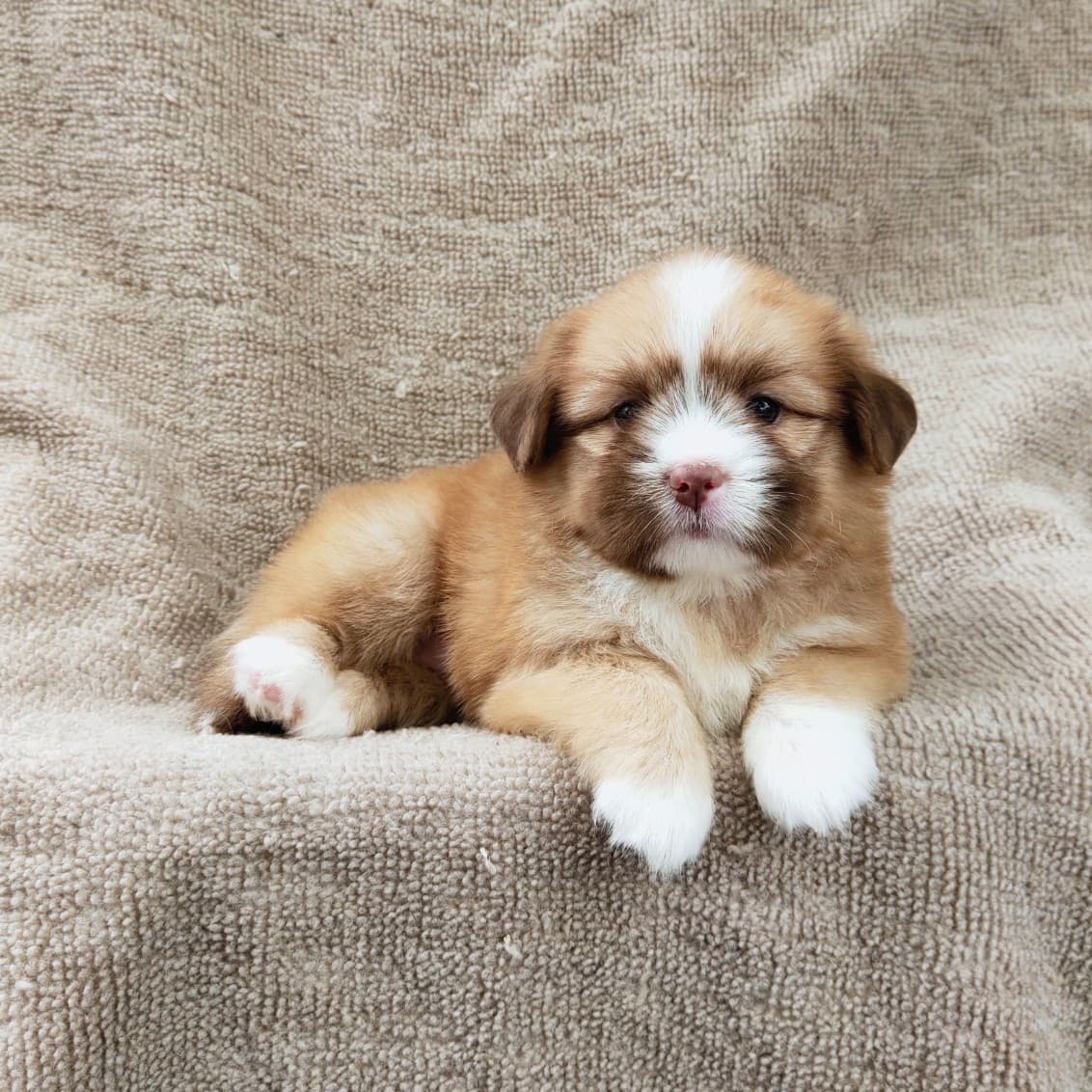 ชิสุผสมปอมจมูกตับตาสีเทา4900.- เก็บปลายทาง มีปะกันสุขภาพline::happyshihtzu4289